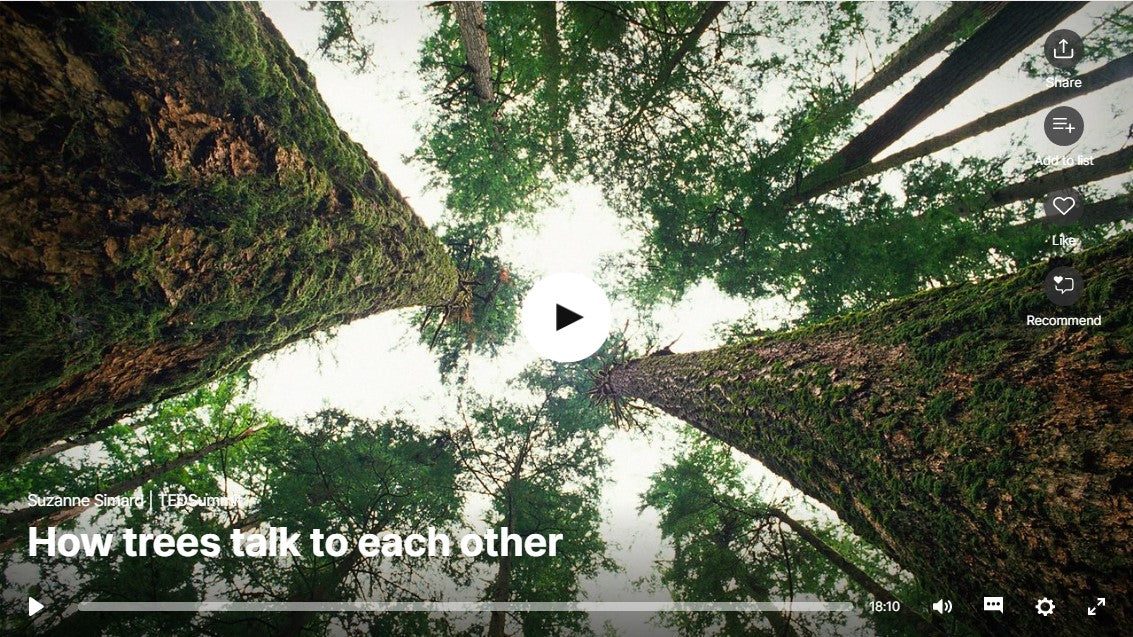 "How trees talk to each other," a TED talk by Suzanne Simard
